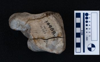 Media type: image;   Vertebrate Paleontology VPM-15735 Description: Photograph of an articular surface of a tarsal bone of MCZ VPM-15753, Mammuthus primigenius.;